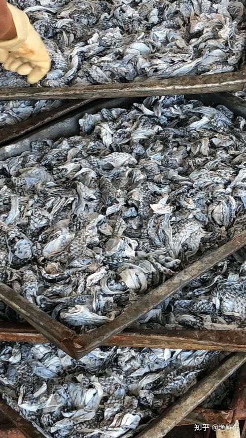 禁食野生動物背景下餐飲業(yè)的結(jié)構(gòu)性變革與美食加盟新機遇